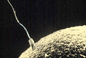 ovule-spermatozoide.jpg