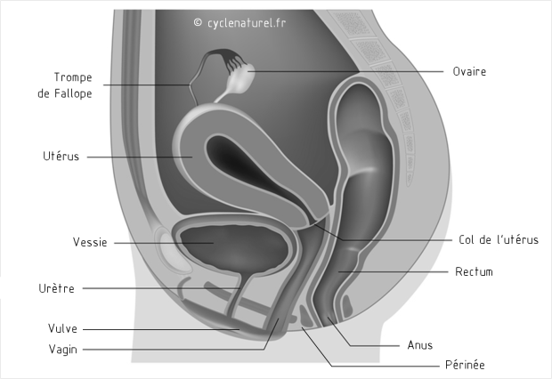 anatomie-genitale-profil